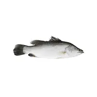 Baramundi per kg - Master