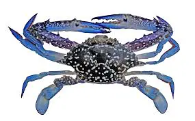 Blue Swimming Crab 1kg - Master