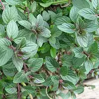 Mint Per Piece - Master