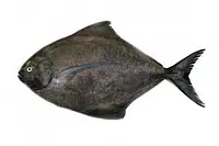 Pomfret Per Kg - Master