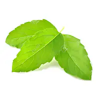 Tulsi Leaves - Master