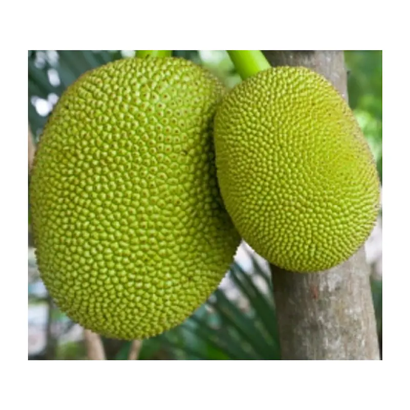 Jackfruit Per kg. - Master
