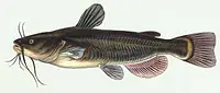 Mother africa catfish fillet per full p - Master