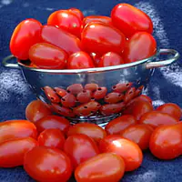 Celeste Tomato Pelee 2.5kg. - Master