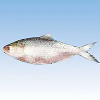 Hilsa 500-800 Per Kg. - Master