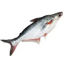 Pangasius Per Kg. - Master