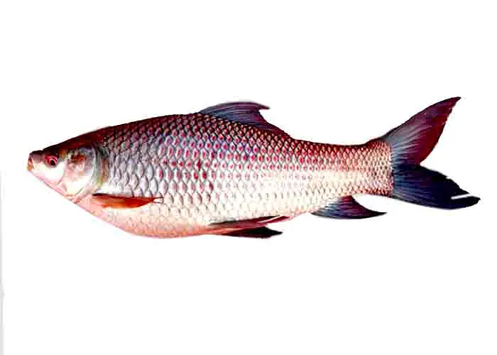 Rohu Fish Per Kg - Master