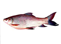 Rohu Fish Per Kg - Master