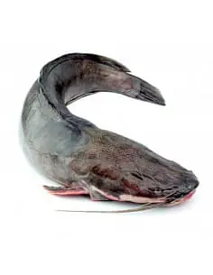 Catfish Ngolo 500-800g Per Box 4kg. - Master