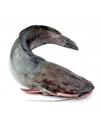 Catfish Ngolo 500-800g Per Box 4kg. - Master