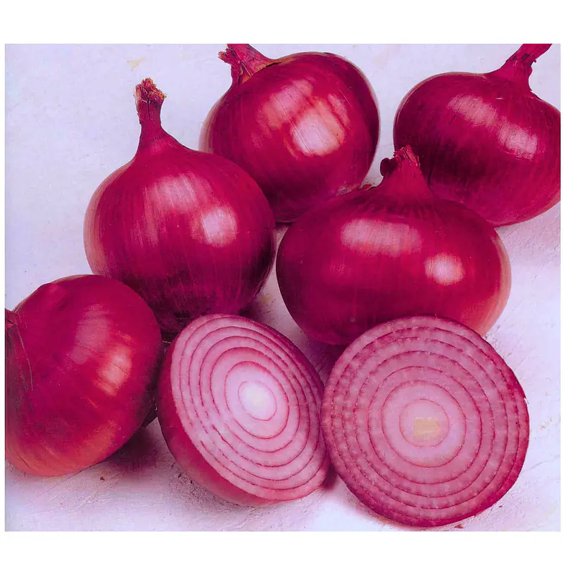 Red Onion Small Indian - Master