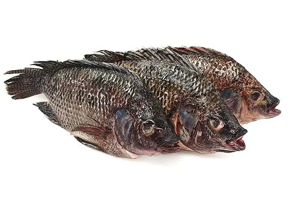 Jona Tilapia 500-800g 5kg. - Master