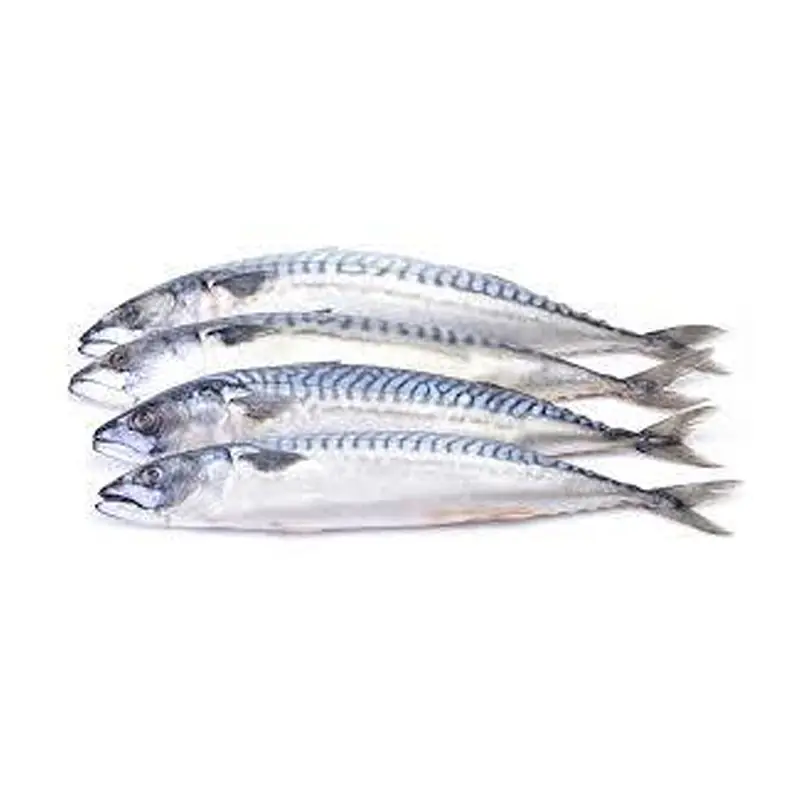 Mackerel 600g Per Kg. - Master