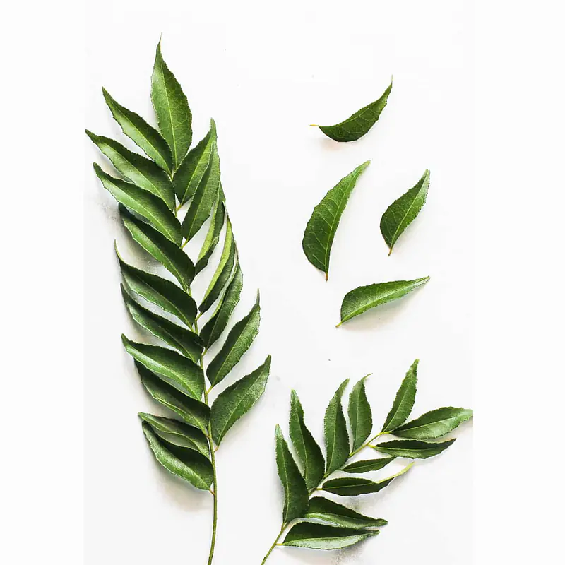 Curry Leaves - Master