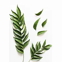 Curry Leaves - Master