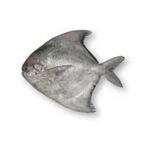 Kupila Smoked Sea Catfish Per Kg. - Master