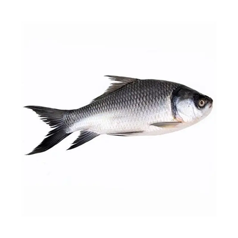 Rohu Bel Per Kg. - Master