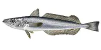 Merluza per box 21kg.Espagne - Master