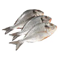 Dorade 300-400g Per Box 5kg. - Master