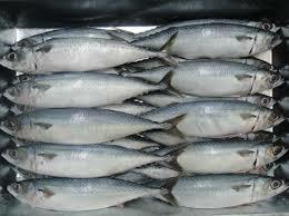 Mackerel 600g As Per Box 21kg.