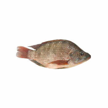 Tilapia 300-500g Per Kg.