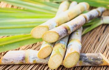 Sugarcane