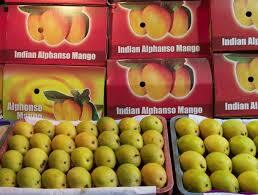 Mango Alphonso Kaybee Per Box