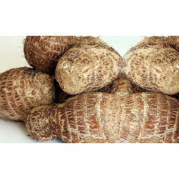 cocoyam