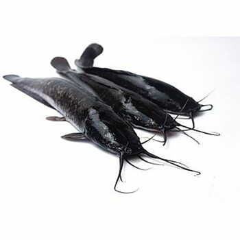 Catfish Ngola 400g-600g Per Kg.