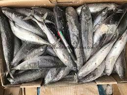 Catfish 300-500g Per kg.