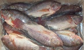 Tilapia Per Box