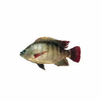 Tilapia Red Per Carton 4kg.