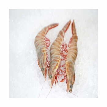 B/T Shrimp 8/12 HOSO Per Carton