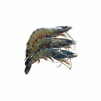 B/T Shrimp P&D 16/20 1Kg