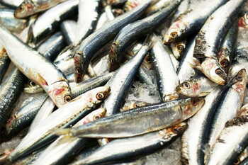 Sardine Whole 25/30 700g