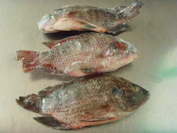 Tilapia Per Kg 800+ As