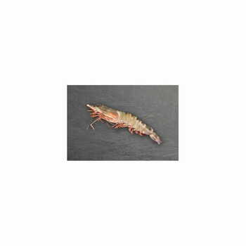B/T Shrimp EP 8/12 1Kg