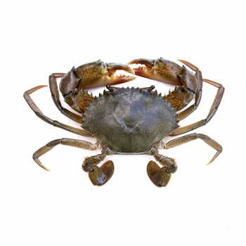 Crab 1 Kg