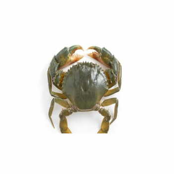 Madagascar Crab 1 Kg.