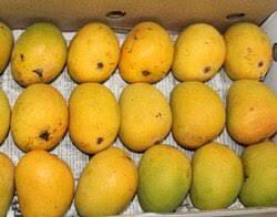 Mango Alphonso Ahmed Per box