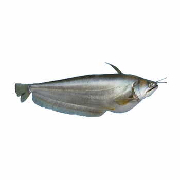 Boal Fish Per Kg.