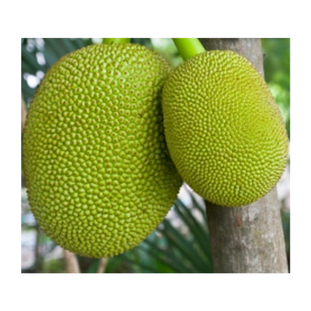 Jackfruit Per kg.