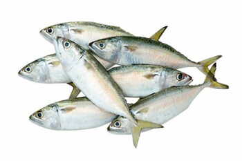 Mackerel Whole Per Kg