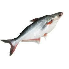 Pangasius Per Kg.