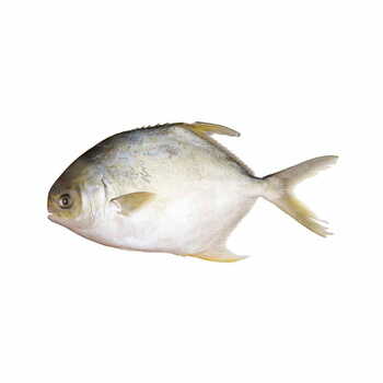 Gold Pomfret 400-600g