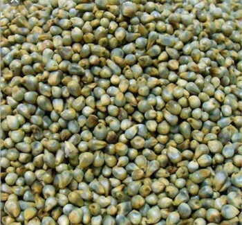 Bajra Seed 25kg