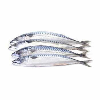 Mackerel 600g Per Kg.