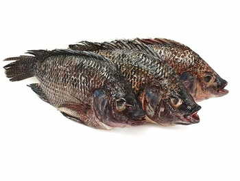 Jona Tilapia 500-800g 5kg.