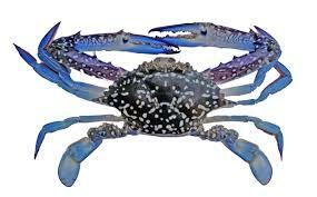 Blue Swimming Crab 1kg