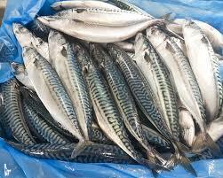 Hors Mackerel Norway 500-900g 20kg.